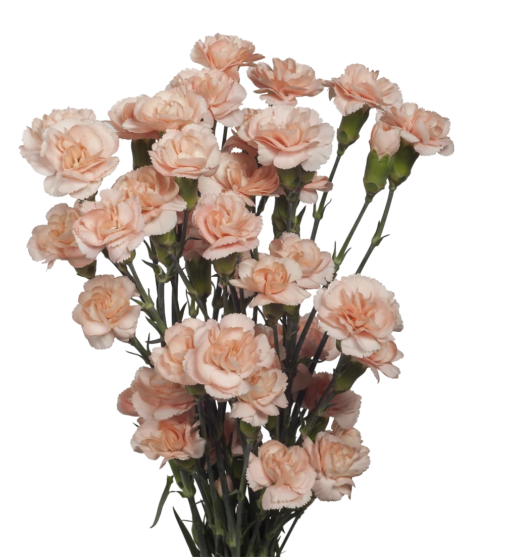 Mini Carnations — Spray Cluster Filler (10-Stem Bunch)