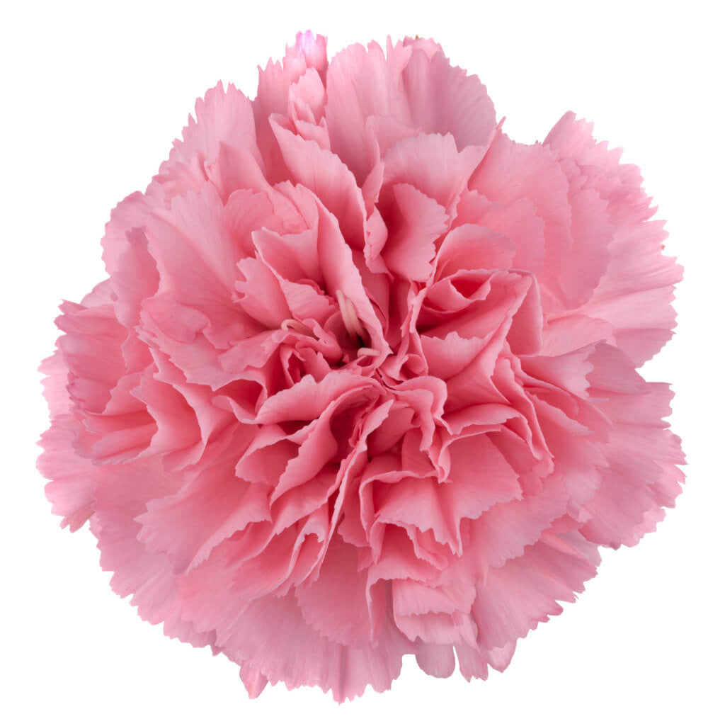 Carnations — Ruffled Classic Bloom (10-Stem Bunch)