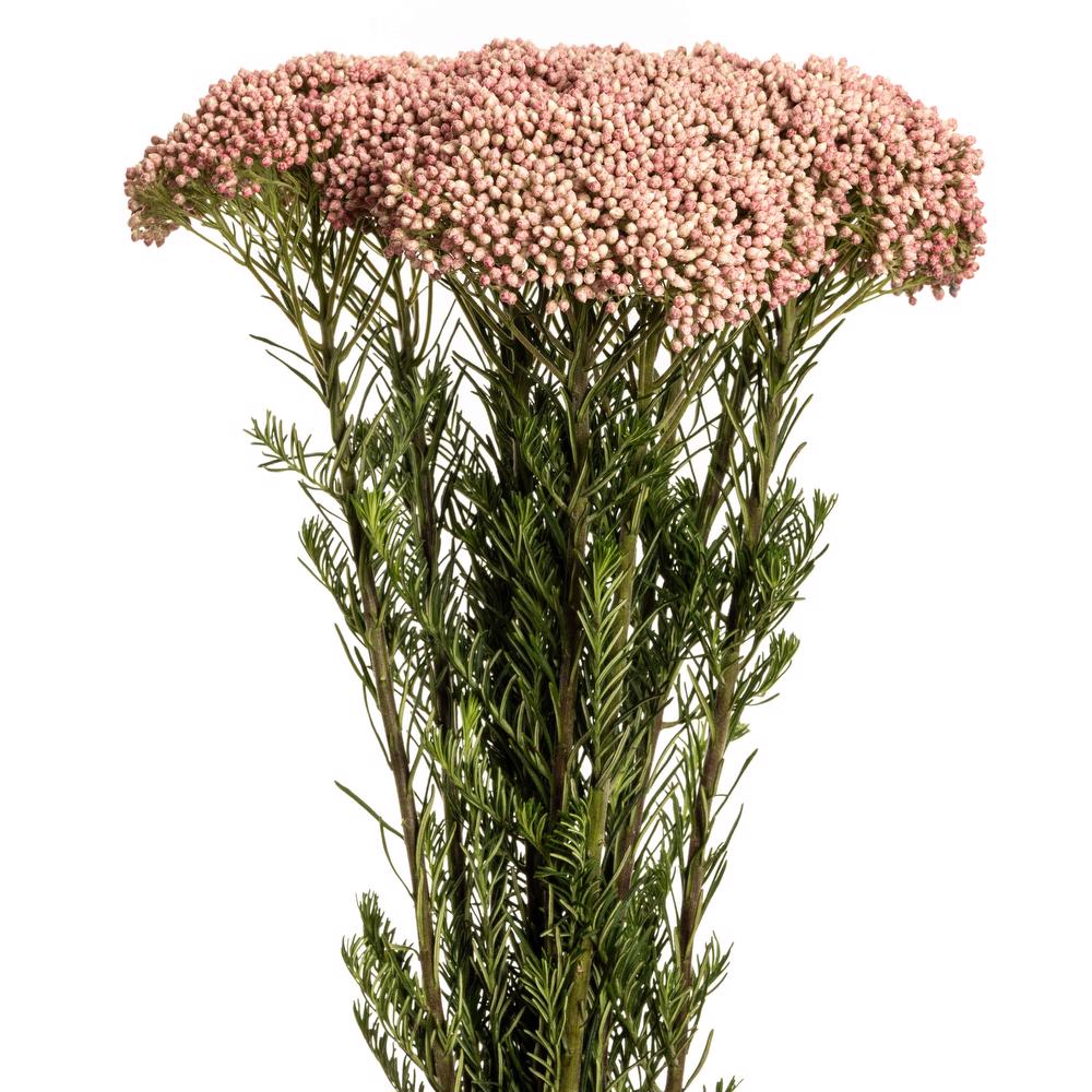 Rice Flower — Delicate Cluster Filler (10-Stem Bunch)