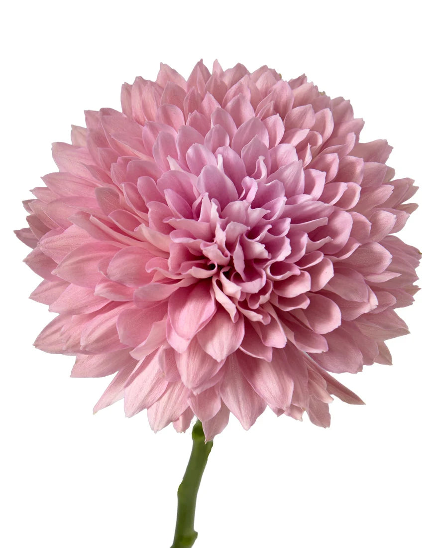 Chrysanthemum — Full Bloom Focal (10-Stem Bunch)