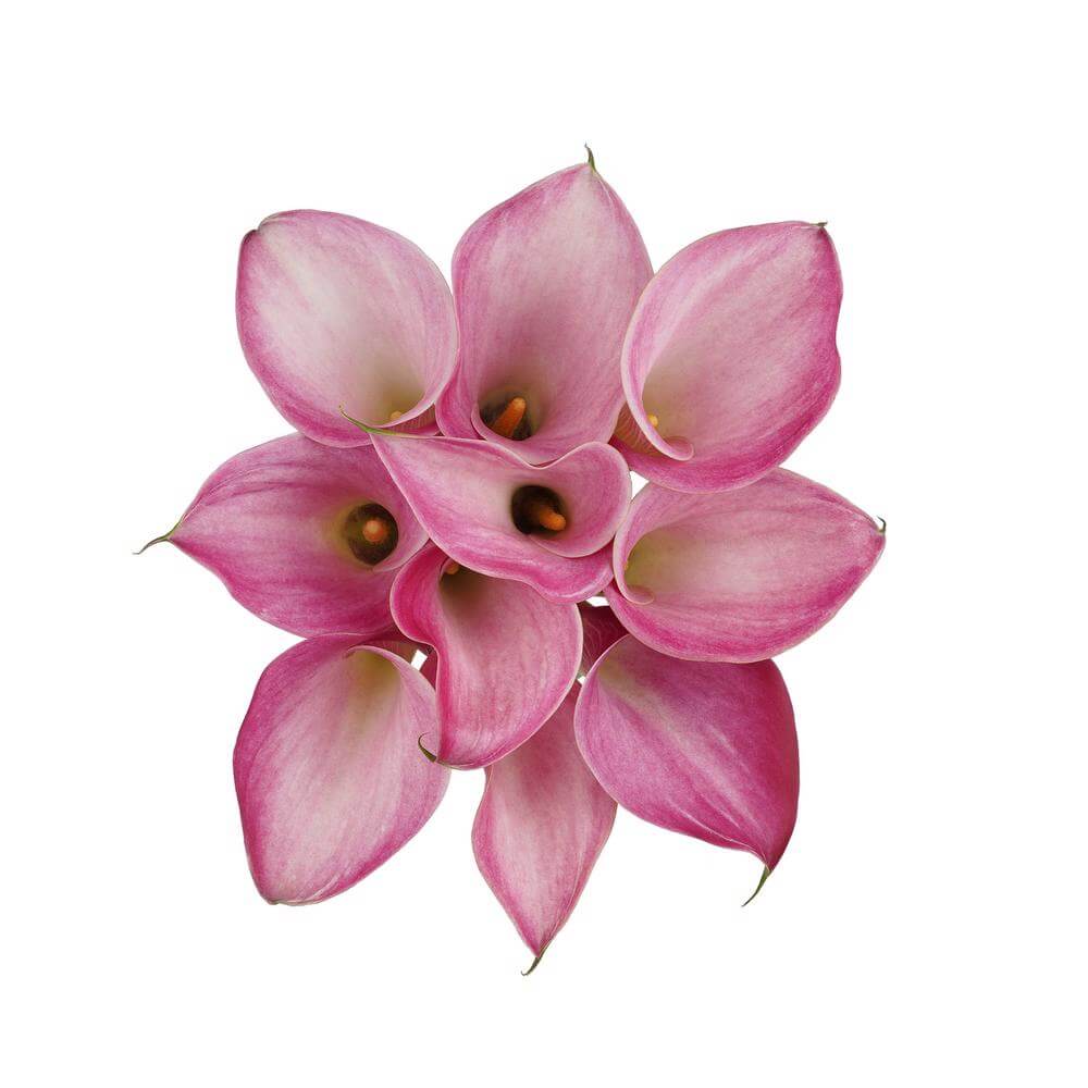 Mini Calas — Sculptural Trumpet Bloom (10-Stem Bunch)