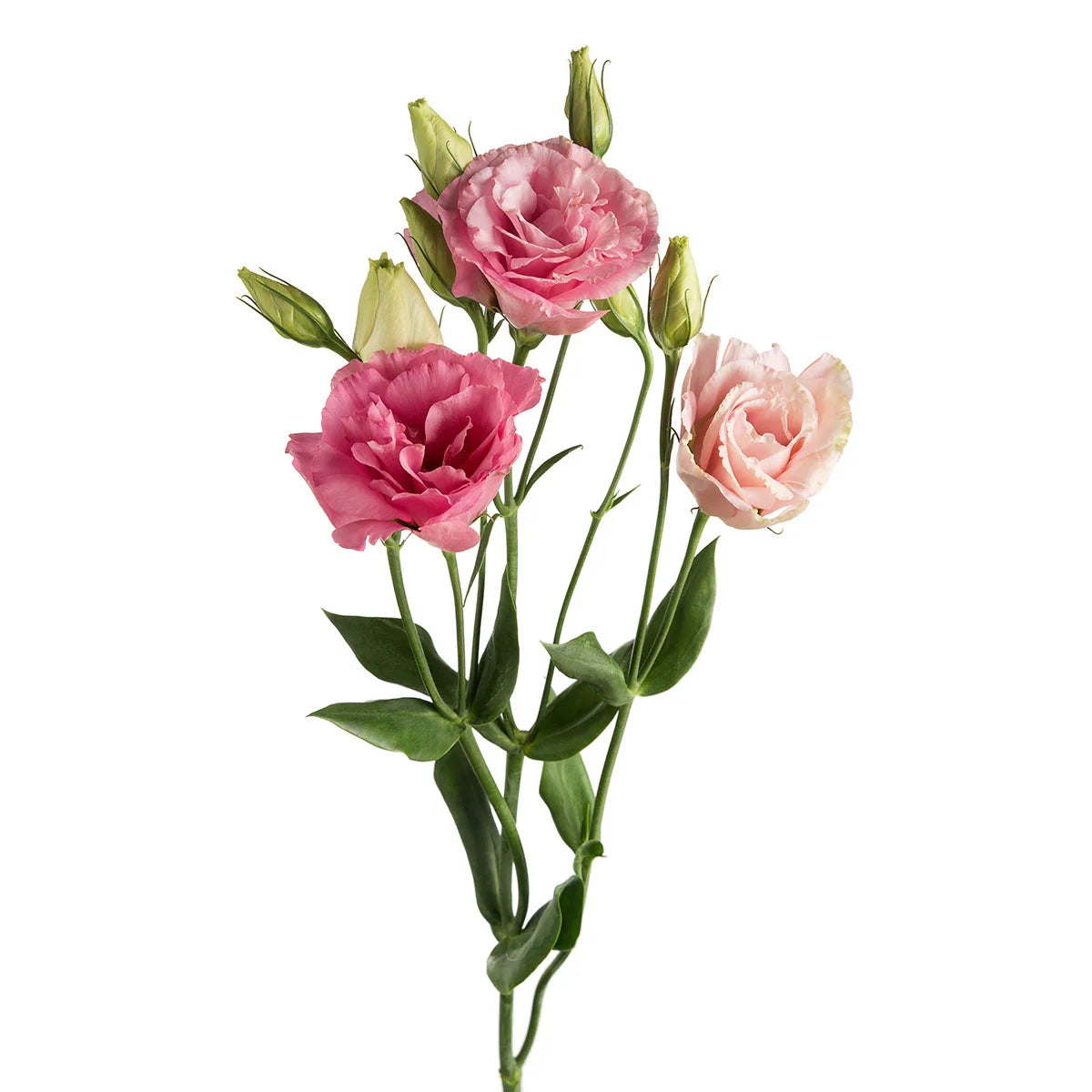 Lisianthus — Ruffled Rose-Like Bloom (10-Stem Bunch)
