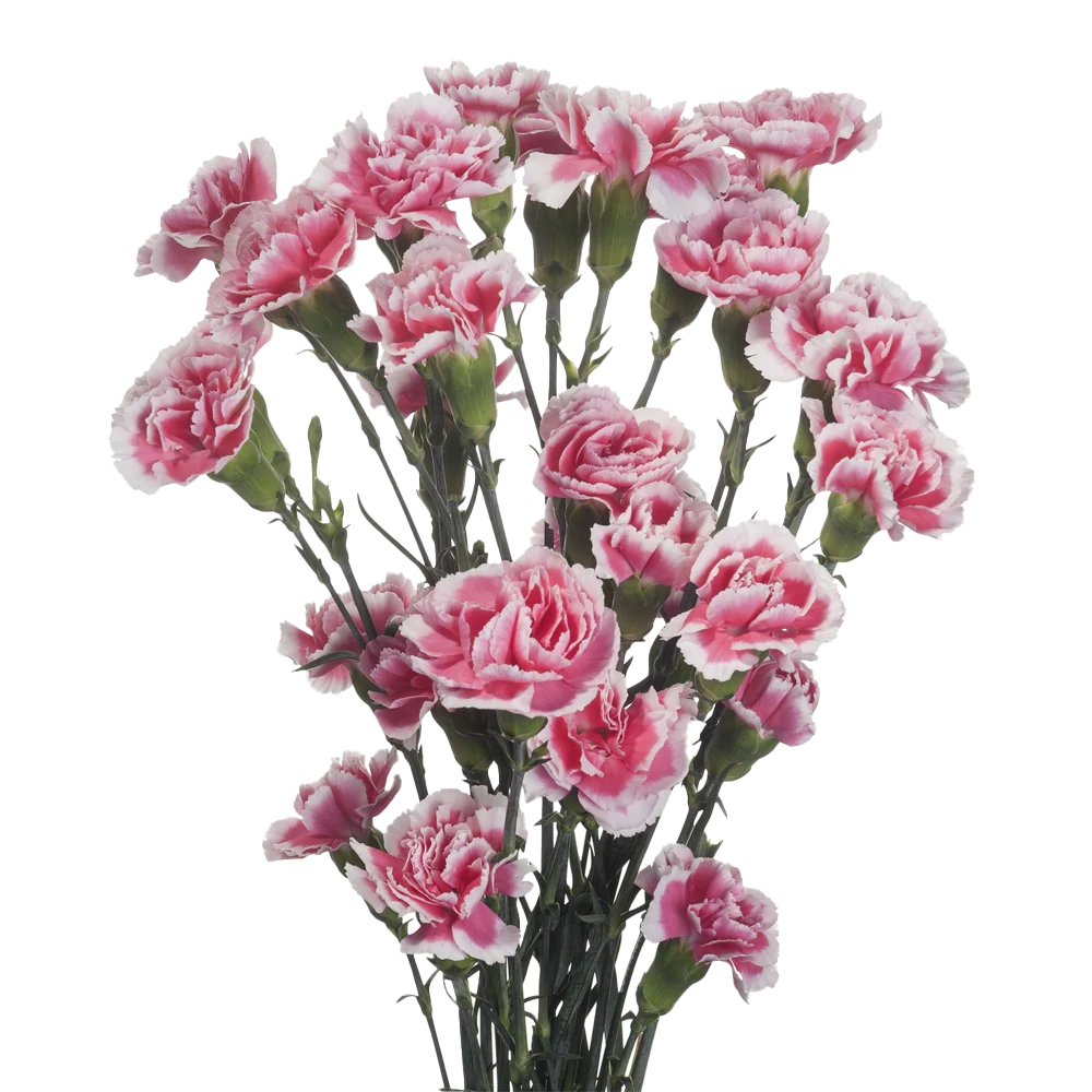 Mini Carnations — Spray Cluster Filler (10-Stem Bunch)
