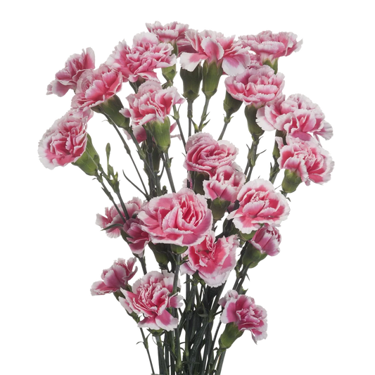Mini Carnations — Spray Cluster Filler (10-Stem Bunch)
