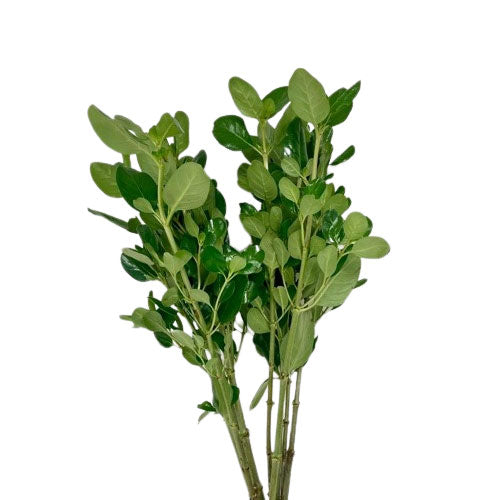 Shine Pit — (Brillantina) Glossy Compact Green (10-Stem Bunch)