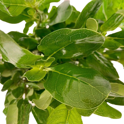 Brillantina — Textural Silver-Green Accent (10-Stem Bunch)
