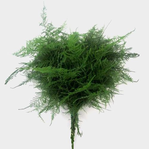 Plumosa Fern — Feathery Wispy Green (10-Stem Bunch)