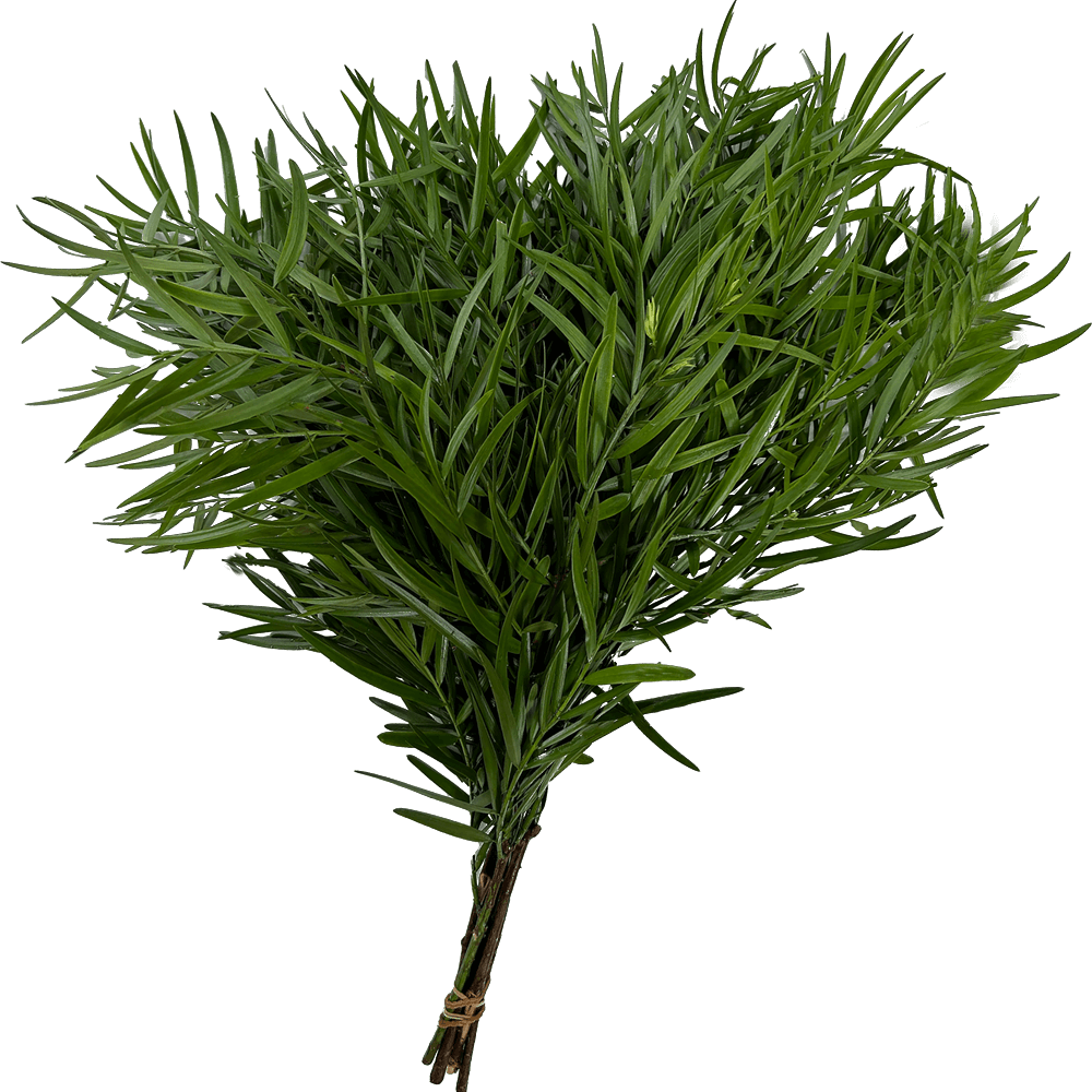 Podocarpus — Fine-Needle Green (10-Stem Bunch)