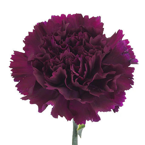 Carnations — Ruffled Classic Bloom (10-Stem Bunch)