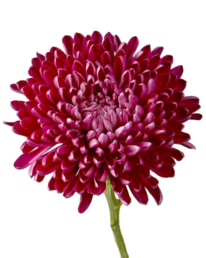Chrysanthemum — Full Bloom Focal (10-Stem Bunch)
