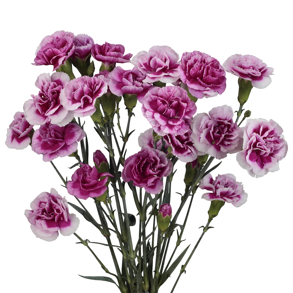 Mini Carnations — Spray Cluster Filler (10-Stem Bunch)