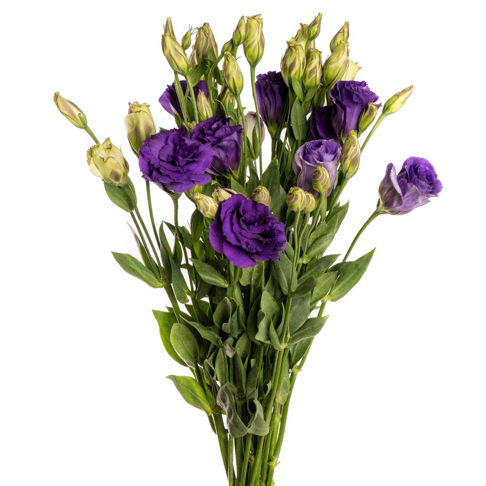 Lisianthus — Ruffled Rose-Like Bloom (10-Stem Bunch)
