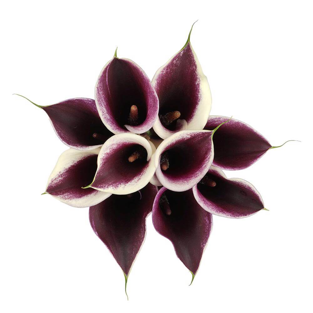 Mini Calas — Sculptural Trumpet Bloom (10-Stem Bunch)