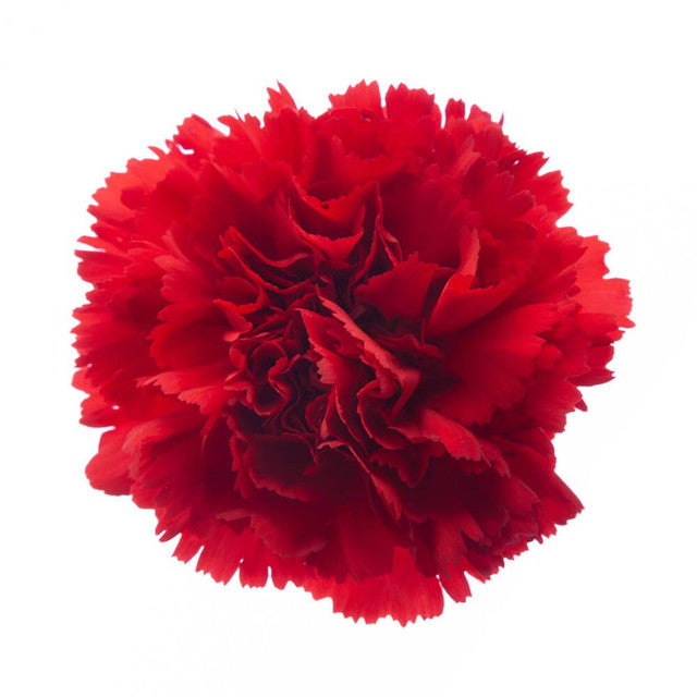 Carnations — Ruffled Classic Bloom (10-Stem Bunch)