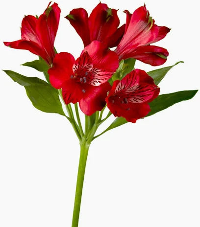 Alstroemeria — Long-Life Filler (10-Stem Bunch)