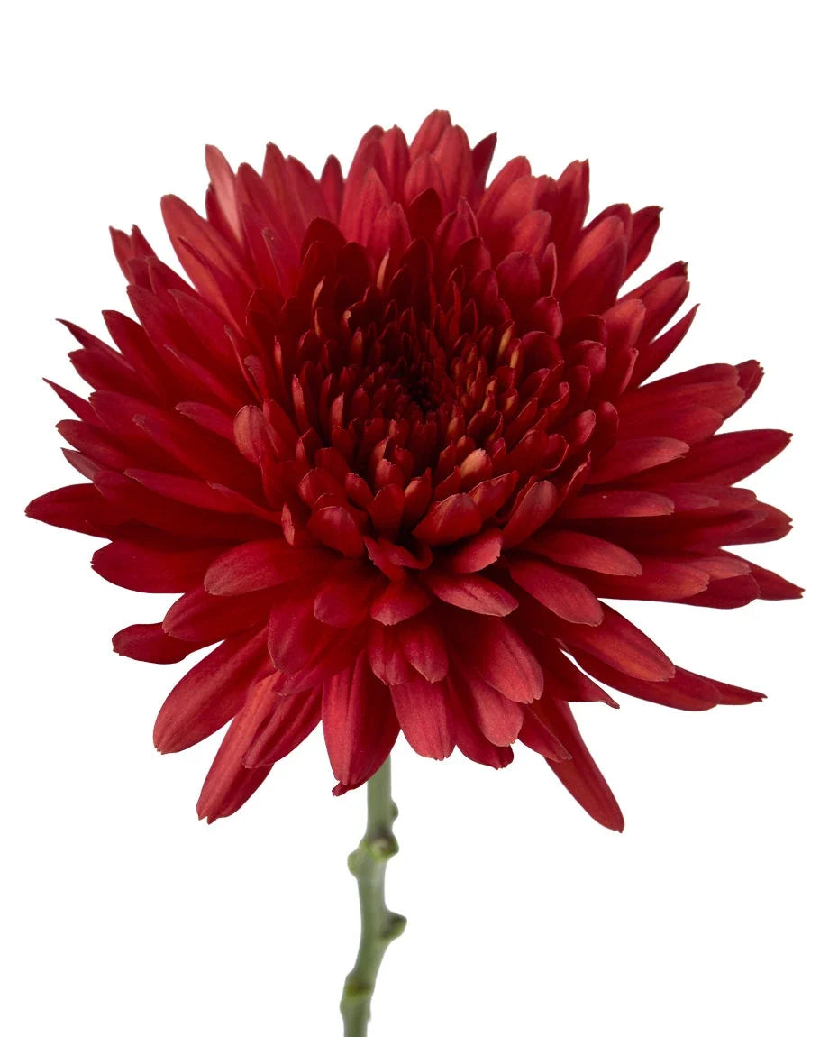 Chrysanthemum — Full Bloom Focal (10-Stem Bunch)