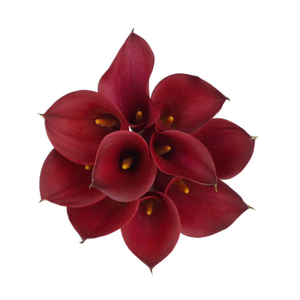 Mini Calas — Sculptural Trumpet Bloom (10-Stem Bunch)