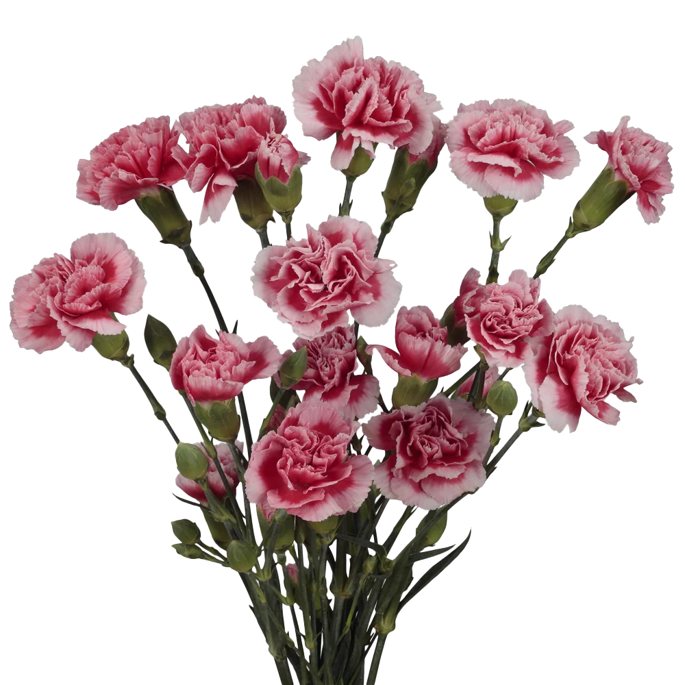Mini Carnations — Spray Cluster Filler (10-Stem Bunch)