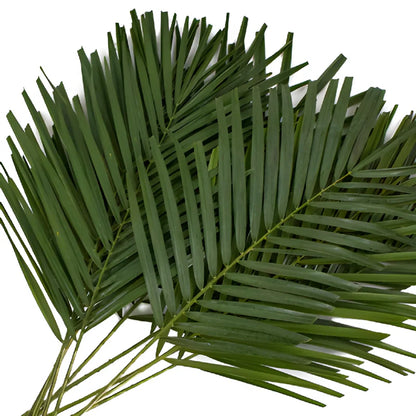 Palm — Tropical Line Green (10-Stem Bunch)