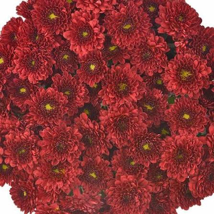 Pompón — Round Button Filler (10-Stem Bunch)
