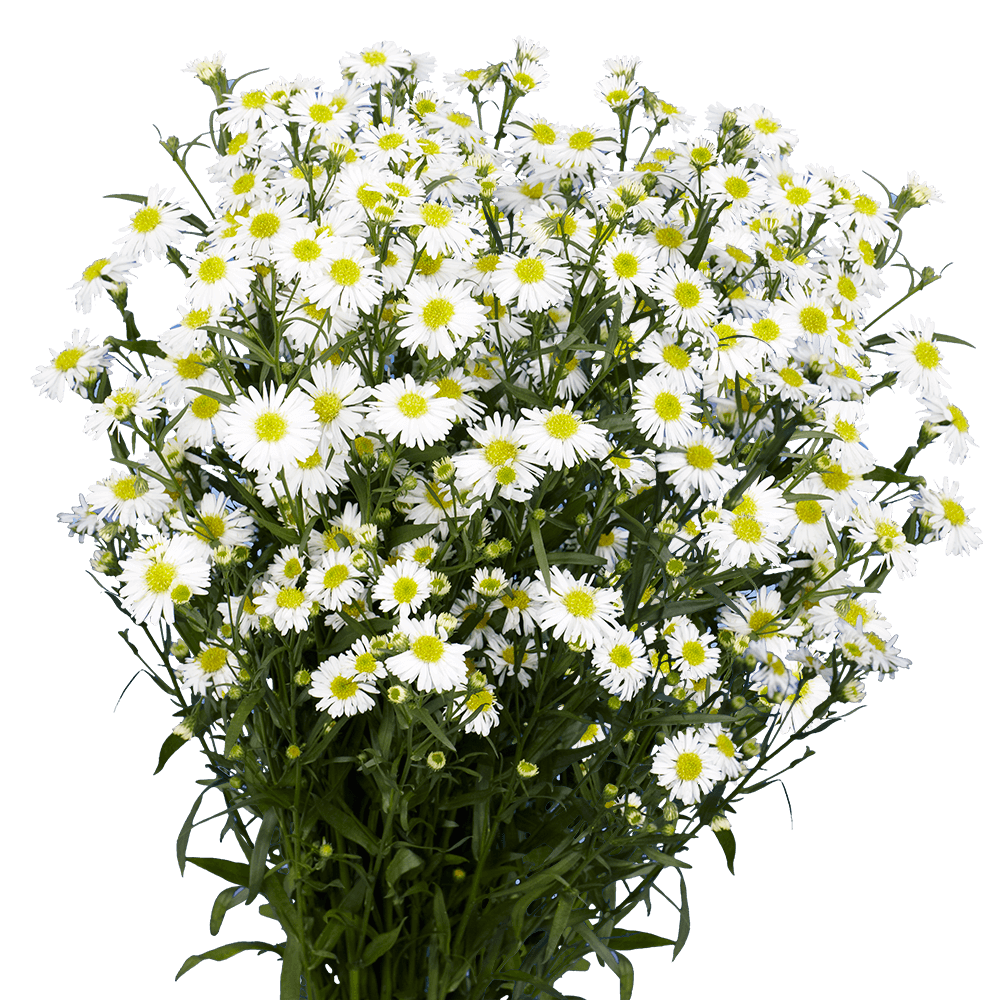 Aster — Classic Daisy Filler (10-Stem Bunch)