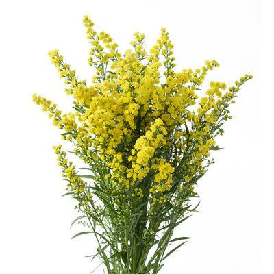 Solidago — Golden Plume Filler (10-Stem Bunch)