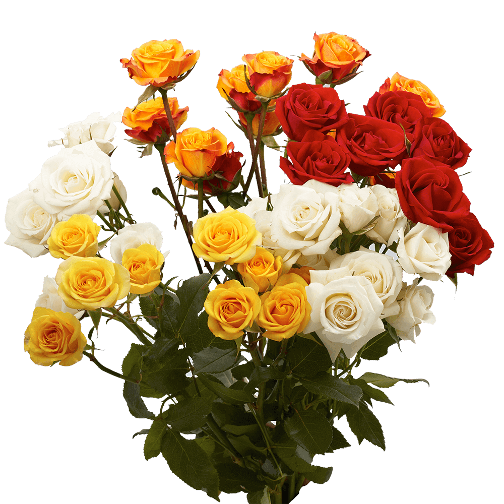 Spray Roses — Multi-Head Focal Rose (10-Stem Bunch)