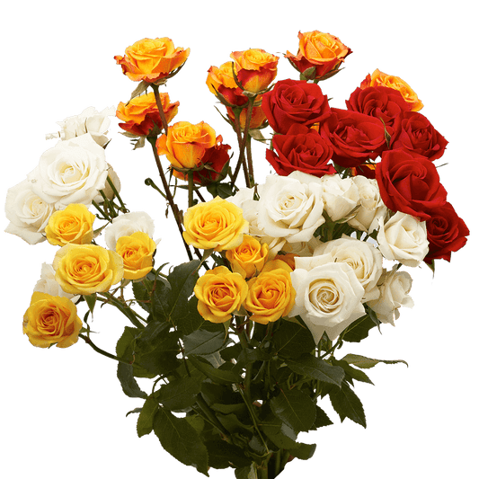 Spray Roses — Multi-Head Focal Rose (10-Stem Bunch)