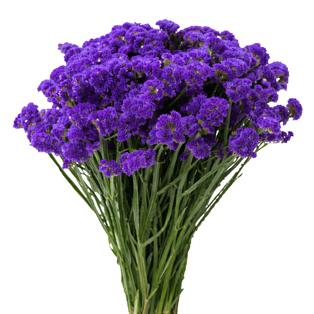 Statice — Papery Everlasting Filler (10-Stem Bunch)