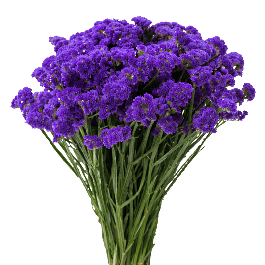 Statice — Papery Everlasting Filler (10-Stem Bunch)