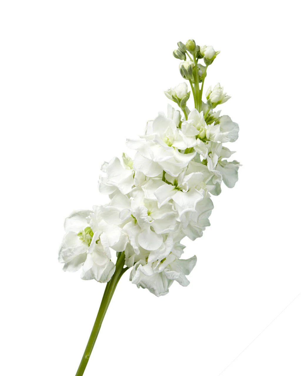 Stock — Fragrant Column Spike (10-Stem Bunch)