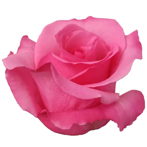 Gigi (Pink)