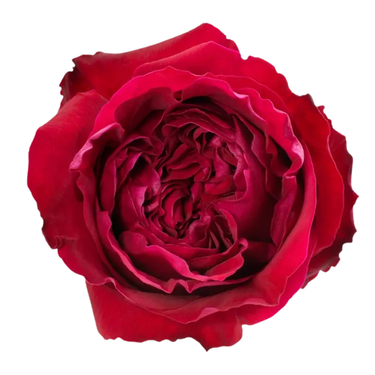 Victorian Red (Red)
