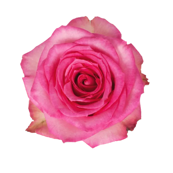 Sweet Unique (Pink)