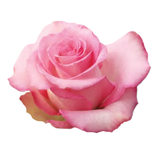 Priceless (Pink)