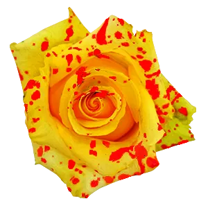 Tinted - Splash Collection