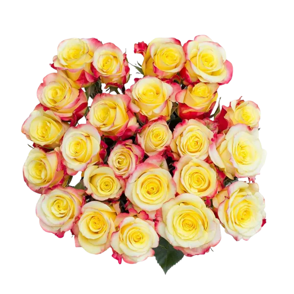 Yellow Merengue (Yellow Bi-color)