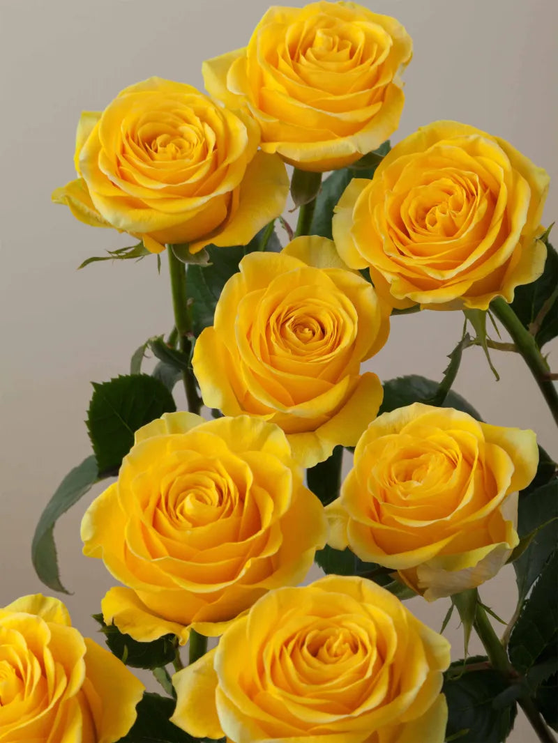 Brighton (Yellow)