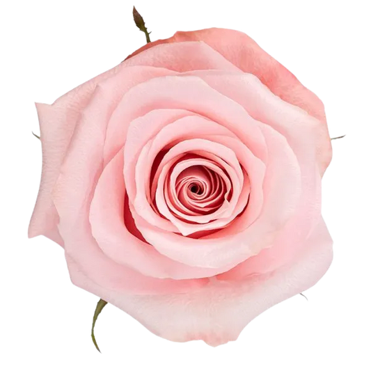 Be Sweet (Light Pink)