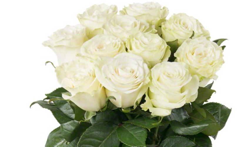 Arctica (White)
