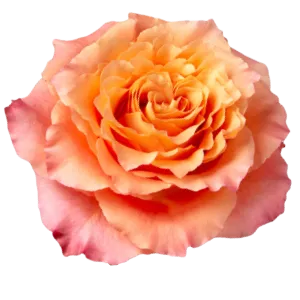 Free Spirit (Peach)