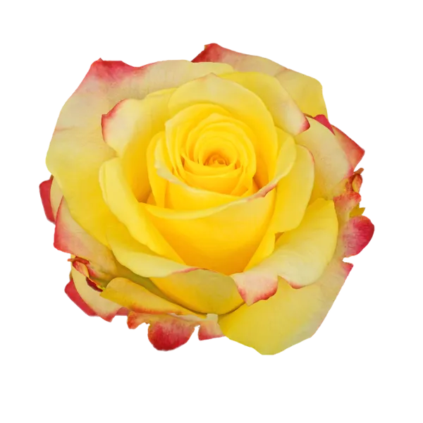 Yellow Merengue (Yellow Bi-color)