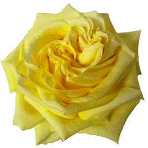 Lemon Xpression