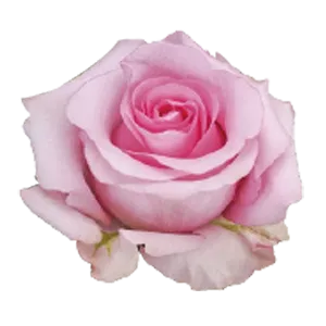 Sanoli (Pink)