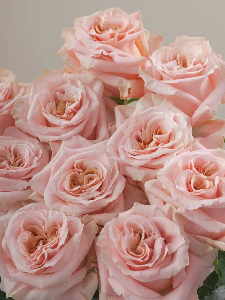 Shimmer (Light Peach)
