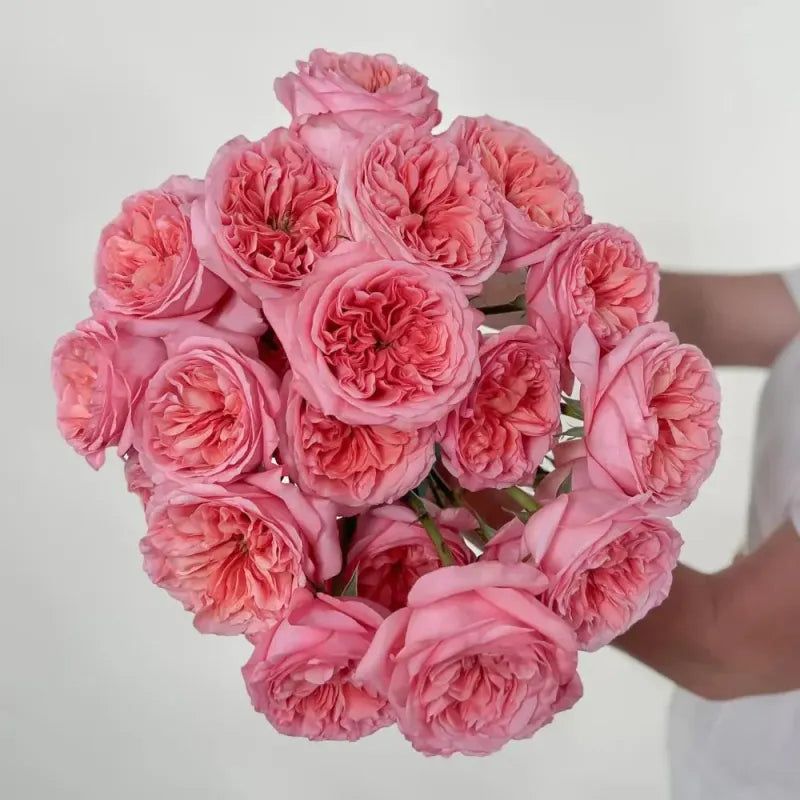 Pink X-Pression (Pink)