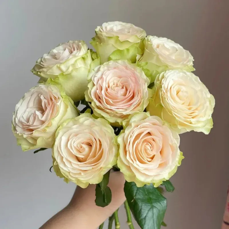 Dynamic (Cream - Ivory)