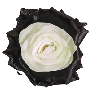 Tinted – Black & White