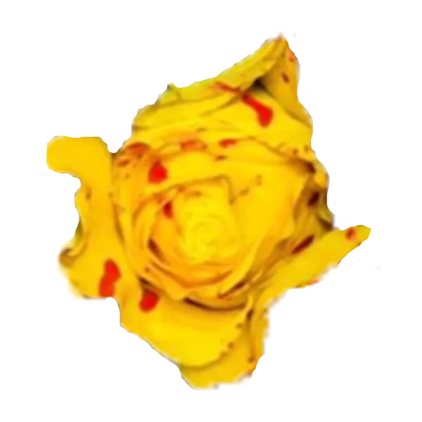 Tinted - Splash Collection