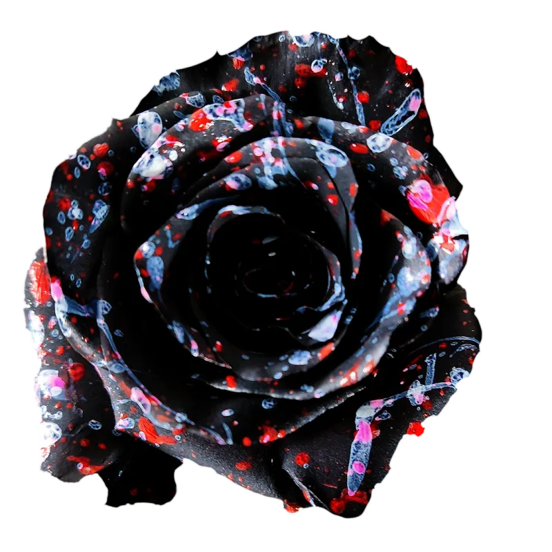 Tinted - Splash Collection